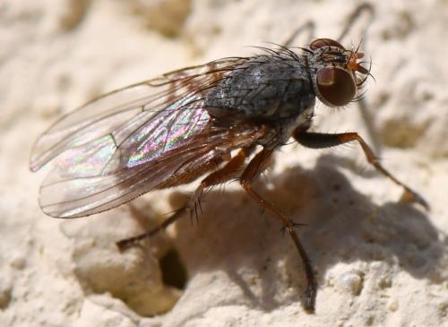 Réf. 300 633 : Lispocephala brachialis